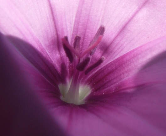 Convolvulus althaeoides / Vilucchio rosso